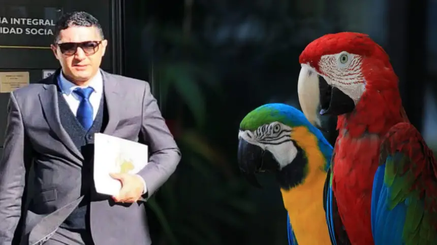 خبر سار.. بوادر انفراج في قضية "ببغاوات شفشاون" بعد تدخل مصالح المياه والغابات