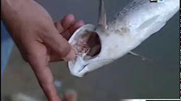 كارثة بيئية.. نفوق العشرات من الأسماك وانبعاث روائح كريهة بواد النفيفخ بالمحمدية