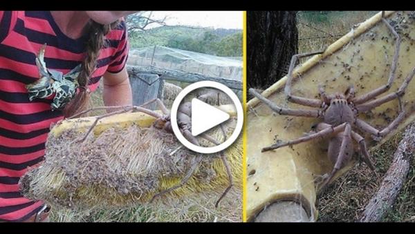 أضخم عنكبوت على وجه الأرض .. وهذا ما تسبب لدغته للبشر