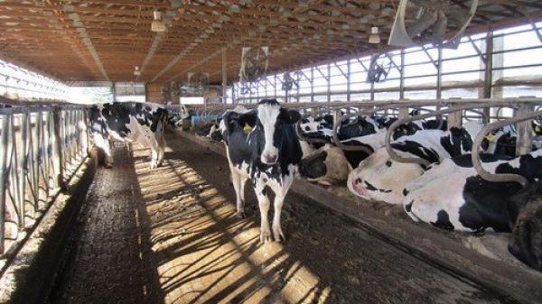 المغرب يتخذ هذه الاجراءات بعد انتشار الحمى القلاعية بالجزائر