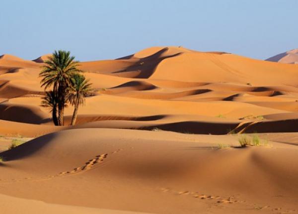 "سافانا".. هل كانت شبه الجزيرة العربية خضراء؟