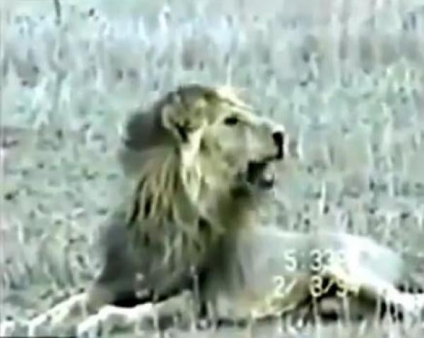 أسد يحتضر..شاهدوا سكرات الموت ..مقطع مؤثر جداااا