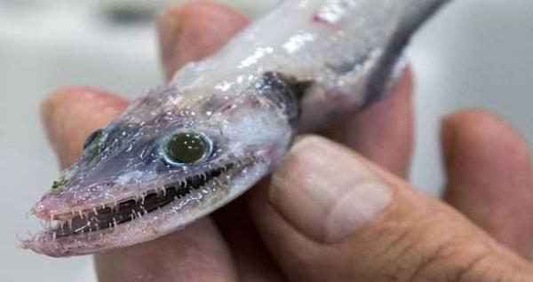 حجز 78 كلغ من سمك "ثعبان البحر" بمطار محمد الخامس..وهذه الدولة التي كان سيهرب اليها!