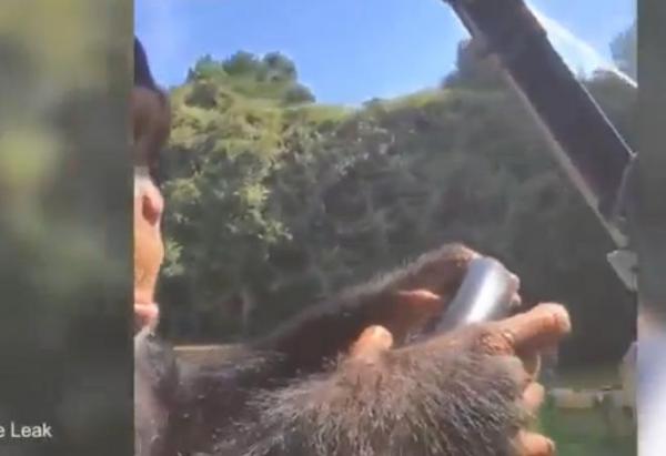 بالفيديو: قرد يقود عربة غولف بمهارة فائقة