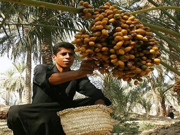 المغرب ثامن عالميا على مستوى تعداد النخيل وإنتاج التمور 