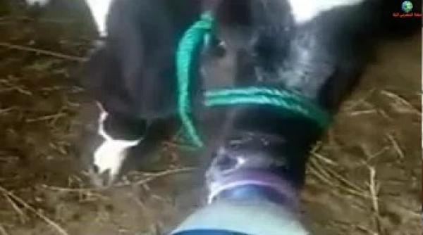 فلاح مغربي: اللهم فالعجل ولا 3 دراهم ديال شركة سنطرال