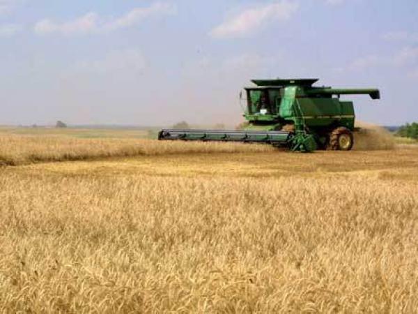 وزارة الفلاحة والصيد البحري: إنتاج ضعيف للحبوب وأداء جيد لباقي الفروع الفلاحية خلال هذا الموسم الفلاحي