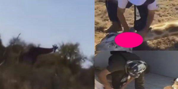 بالفيديو: استياء من قيام شباب سعوديين بذبح "زرافة" وسلخها