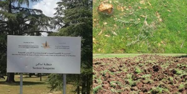 في غفلة من السلطات: غابة ضواحي "الريف" تتعرض مرة أخرى لـ"جريمة" بيئية من قبل مزارعي "الحشيش"