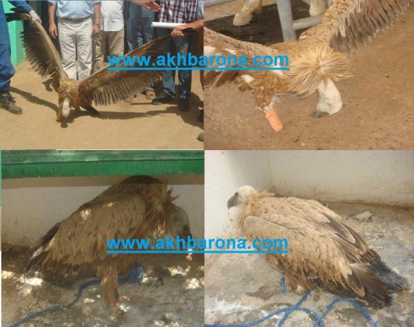 العثور على نسر نادر نواحي الجديدة والسلطة المحلية ومديرية المياه والغابات تدخلان على الخط