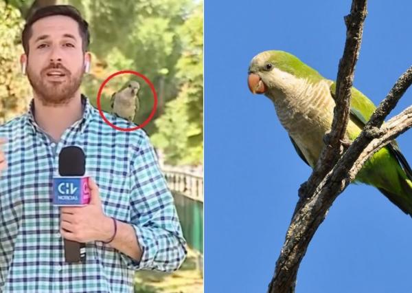سرق سماعة المراسل الصحفي وطار.. ببغاء يتحول إلى نجم مواقع التواصل (فيديو)