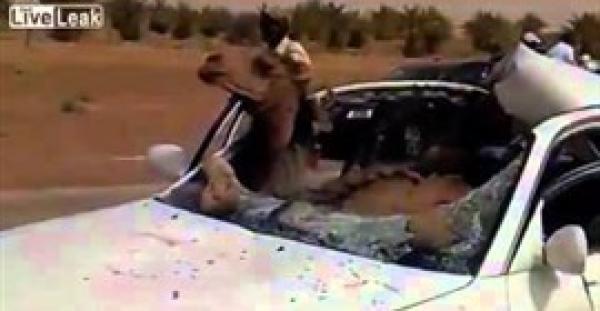 بالفيديو.. حادث مروع ينتهي بجلوس جمل داخل سيارة بعد تحطم الزجاج الأمامي