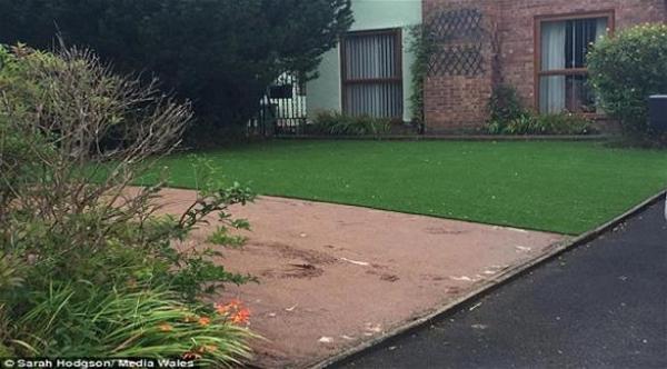 لصوص يسرقون العشب من حديقة سيدة بريطانية