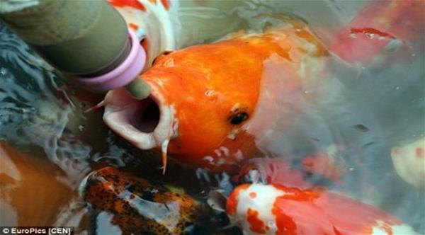 منتزه صيني يوفر لزواره فرصة إطعام الأسماك بالرضاعات