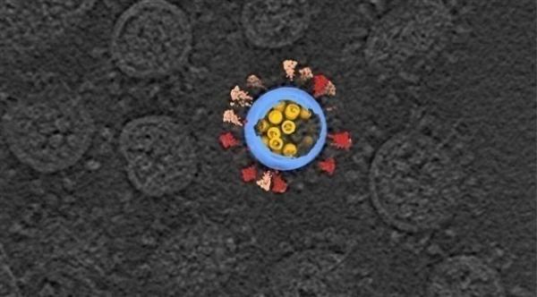 علماء من كوريا الجنوبية يطورون مجهراً ضوئياً يمكنه رصد فيروس كورونا