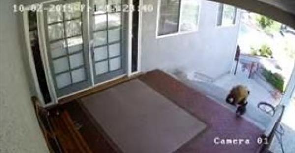 بالفيديو.. كلب صغير يهاجم دبين ويطردهما خارج المنزل