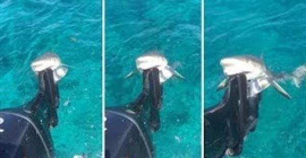 قرش يفاجئ صيادا في قاربه (فيديو)