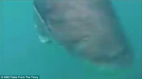 بالفيديو والصور.. سمكة تختطف صيدا من مجموعة شباب وتصيبهم بالرعب