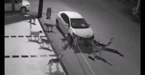 بالفيديو.. كاميرات مراقبة ترصد أمرًا غريبًا فعلته مجموعة كلاب بسيارة