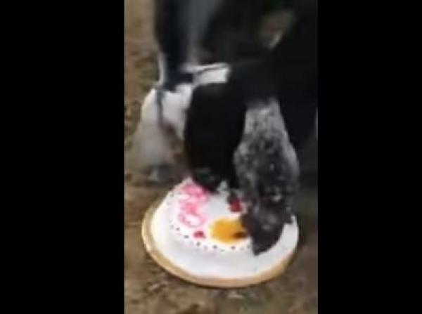 بالفيديو: أب يرمي كعكة تخرج نجله للغنم...والسبب؟