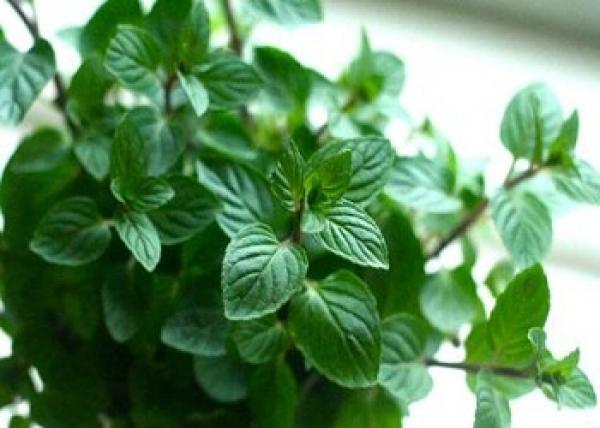 النعناع لعلاج التهابات اللثة والوقاية من السرطان