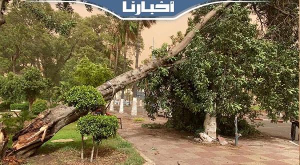 الرياح العاتية تقتلع شجرة ظلت صامدة لعقود طويلة من الزمن