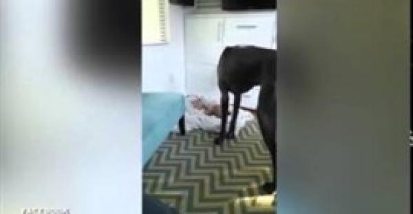 بالفيديو.. طفل مشاكس يجبر كلبا ضخما على النهوض لينام مكانه