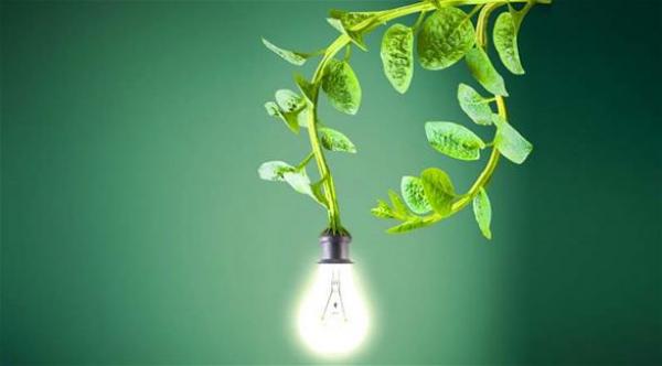 شركة هولندية تنتج الطاقة من الأعشاب