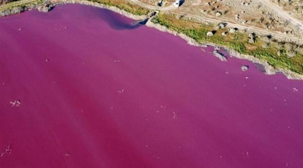 اللون الزهري يطغى على بحيرة في الأرجنتين بسبب انسكاب مواد كيميائية من مخلفات شركات الصيد