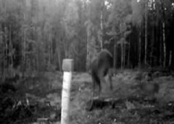 بالفيديو.. أنثى غزال تتصدى لقطيع من الذئاب حاول افتراس صغيرها