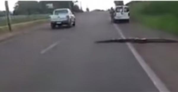 أناكوندا ضخمة تتسبب في توقف حركة المرور في البرازيل (فيديو)