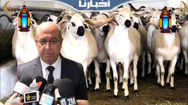 بنعلي يكشف السبب الرئيسي لاستيراد رؤوس الأغنام استعدادا لعيد الأضحى