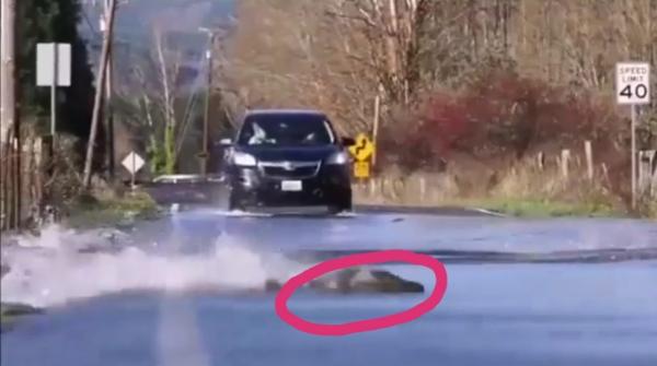 فيديو..أسماك تعبر الطريق أثناء مرور السيارات