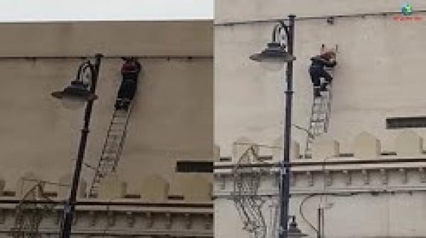 مجهود رائع من الوقاية المدنية بوجدة لإنقاذ حمامة عالقة بسلك