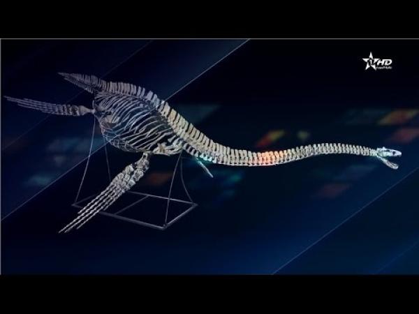 ارجاع هيكل ديناصور بحري سرق من المغرب