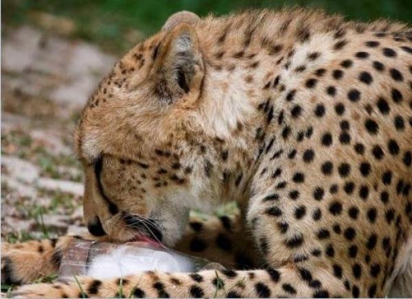 لمواجهة الحر الشديد..حديقة حيوانات تايلاندية تقدم مثلجات بنكهة الدجاج للنمور