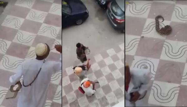 فيديو يوثق لحظات قليلة قبل لذغ مروض الأفاعي بتطوان