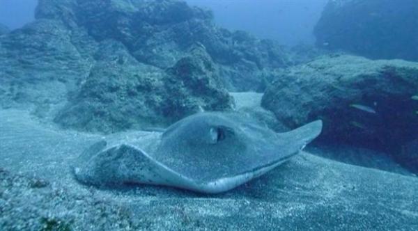 بالفيديو: غوّاص يصوّر كائناً غامضاً في أعماق المحيط