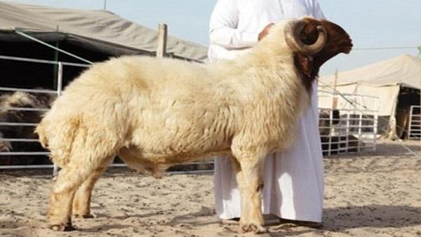 كيف نقسم الأضحية ؟