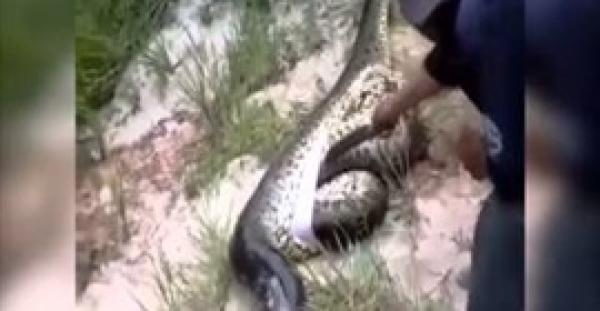 بالفيديو.. شاهد ماذا عثر رجل داخل بطن ثعبان ضخم