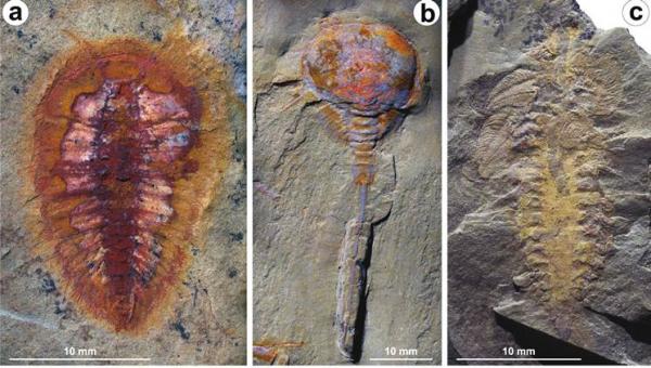 فرنسا تبيع حيوانا مغربيا انقرض منذ أزيد من 200 مليون سنة بهذا المبلغ