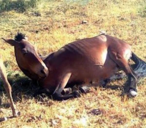 سابقة بأوكيمدن : بغلة تلد مهراًًً وسكان المنطقة يتخفون من ظهور علامات الساعة بمنطقتهم