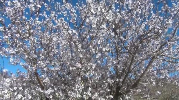 أشجار تُزهر في عز الشتاء بمنطقة إمي نتورزا بتنغير