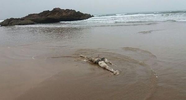 بحر تمراغت بأكادير يلفظ بقايا جثة مجهولة