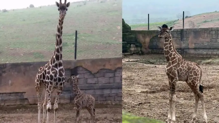 ولادة أول زرافة بالمغرب تُسجَّل بالمحمدية.. خطوة تاريخية نحو حماية الأنواع المهددة