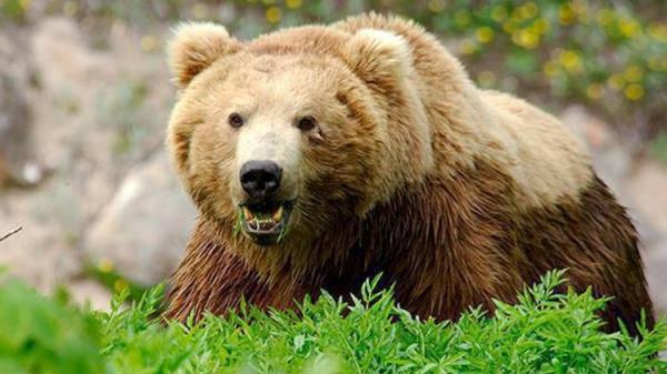 دب يمزق صيادا أيقظه من سباته الشتوي