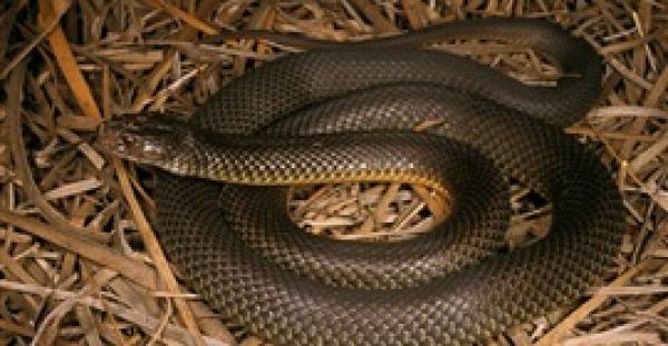 بالفيديو والصور.. امرأة تعثر على ثعبان قاتل في حذائها