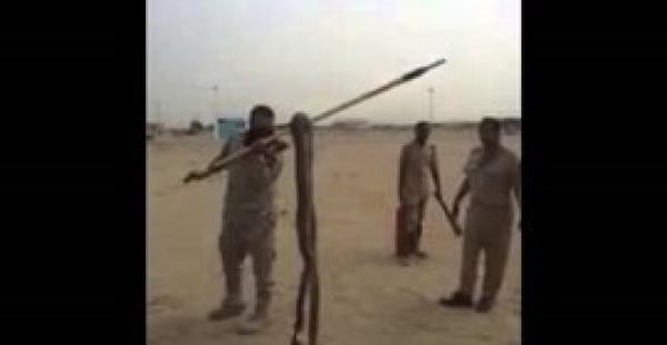 بالفيديو.. جنود سعوديون يصطادون ثعبانا عملاقا