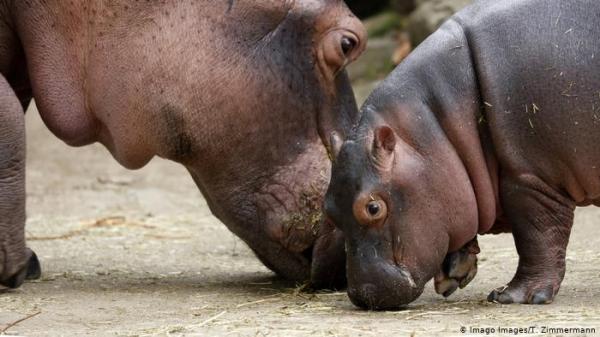 لم تجد حديقة الحيوان اسماً للمولود الجديد فلجأت لهذا الأسلوب!