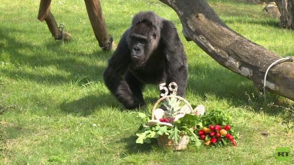 بالفيديو: أنثى غوريلا تحتفل بعيد ميلادها الـ59